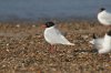 Mediterranean Gull at Southend Seafront (Steve Arlow) (62760 bytes)